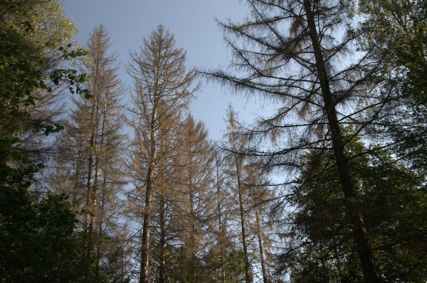 Zdewastowany drzewostan świerkowy w Nadlesniccctwie Białowieża