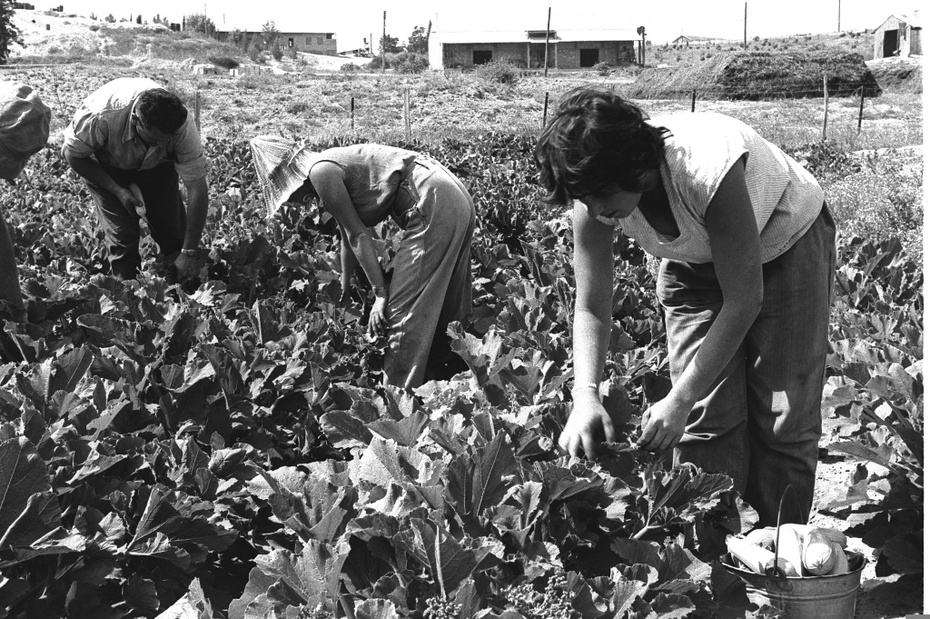 CBC Hard working Israeli farmers