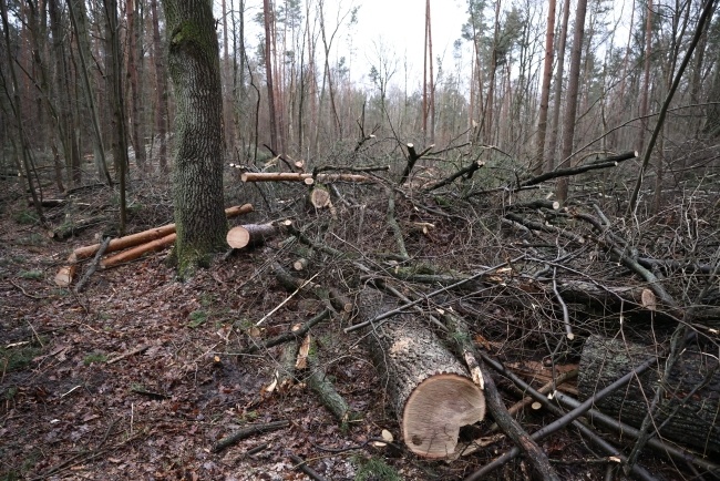 Powalone drzewa w Lesie Kabackim, fot. PAP/Leszek Szymański