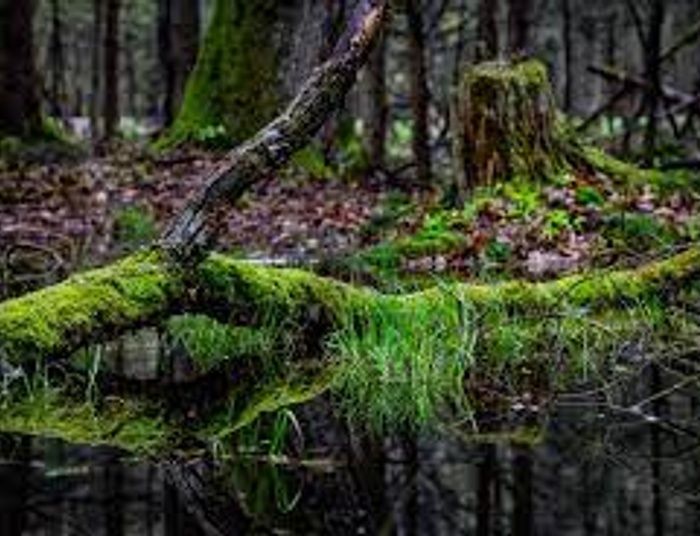 Prorok Słonimski i Sienkiewicz, co na Podlasie szedł