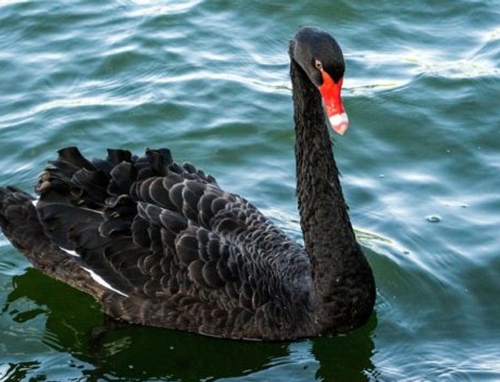 Czarny łabędź