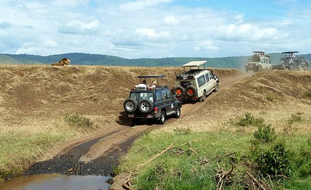 Safari w rezerwacie Ngorongoro w Tanzanii. Fot. Pixabay