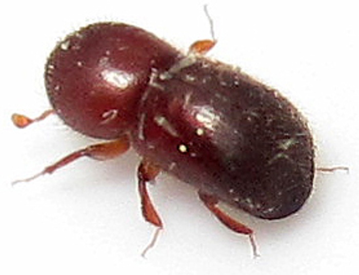 W Ołpinach zakwitły kaczeńce !