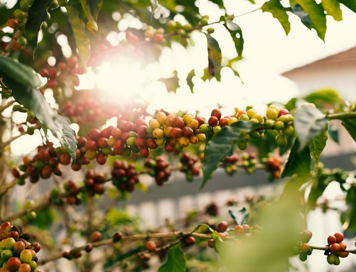 Kawa – jak rośnie, skąd pochodzi i co warto wiedzieć o jej pielęgnacji