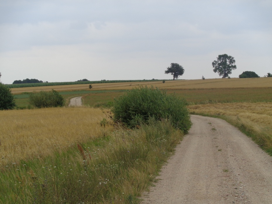 Jechanie tędy rowerem to rozkosz...Krajobraz wschodniego Mazowsza - pola między Łękawicą a Zglechowem