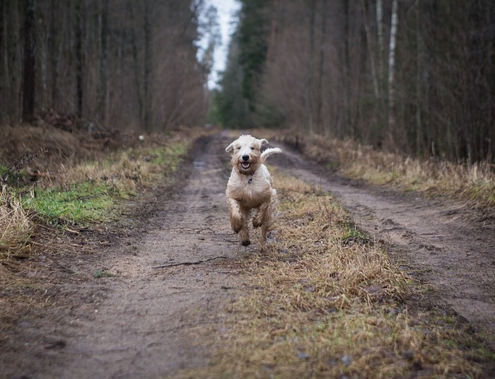 Coraz więcej porzuconych zwierząt. Pies ma świadomość 3-letniego dziecka i cierpi