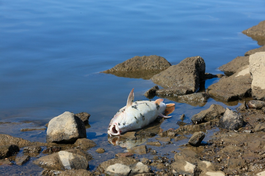 Wędkarze mówią o katastrofie ekologicznej, która przetrzebi pogłowie ryb w tej rzece na wiele lat. (mr) PAP/Lech Muszyński