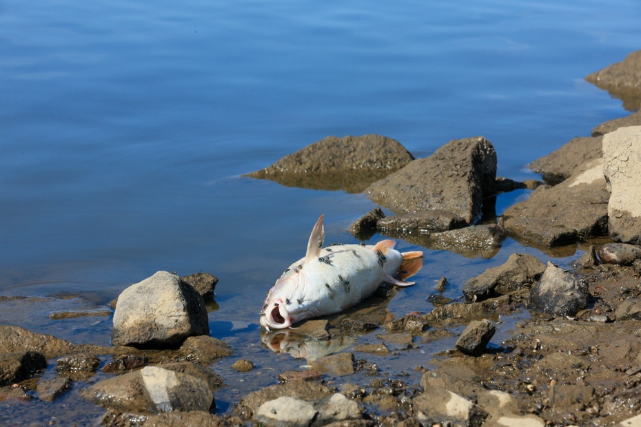 Wędkarze mówią o katastrofie ekologicznej, która przetrzebi pogłowie ryb w tej rzece na wiele lat. (mr) PAP/Lech Muszyński