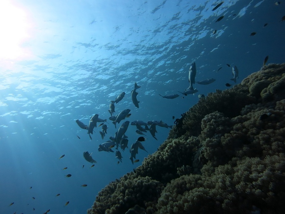 W niedotlenionym oceanie ryby się duszą, fot. Pixabay