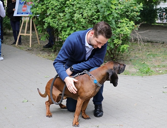 Jaki: 1000 zł za adopcję psa ze schroniska. Na Dzień Psa politycy chwalą się zwierzakami
