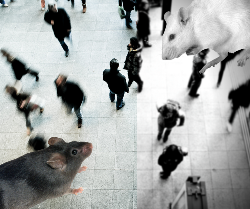 Koronawirus - Przekleństwo i błogosławieństwo: wyścig szczurów