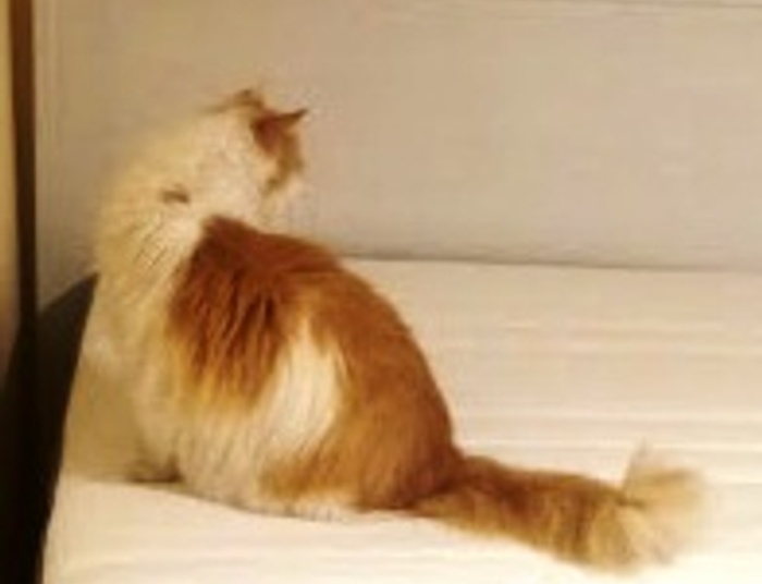 syberyjskiej na dobry izolacji dzień - "bazgrołki" Ranko Ukulele