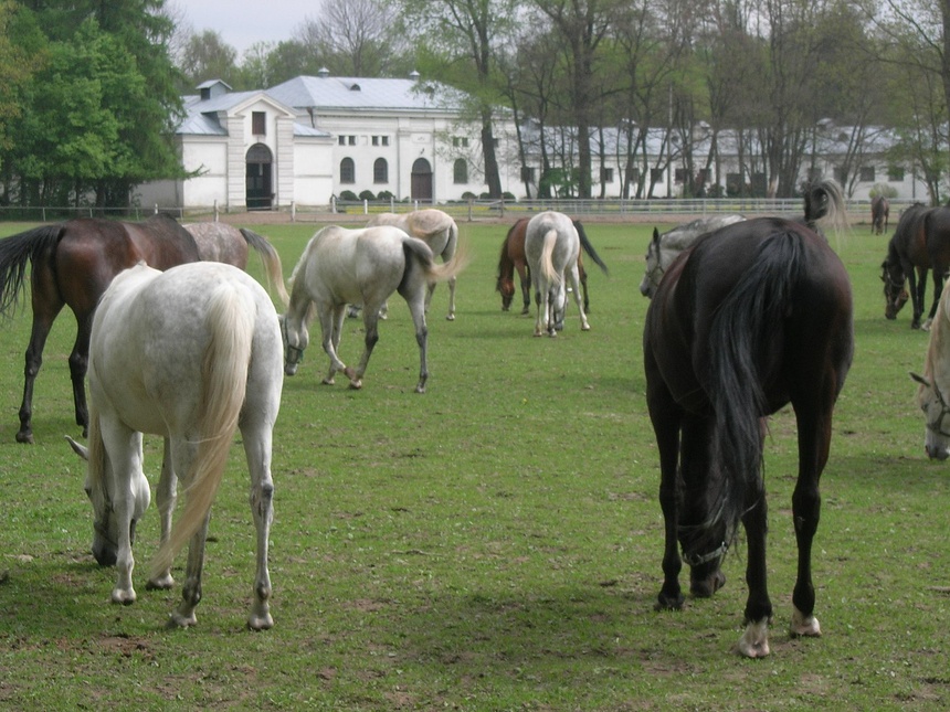 Francuz nie zapłacił za konie, które wylicytował na aukcji w Janowie Podlaskim. Źródło: commons.wikimedia.org