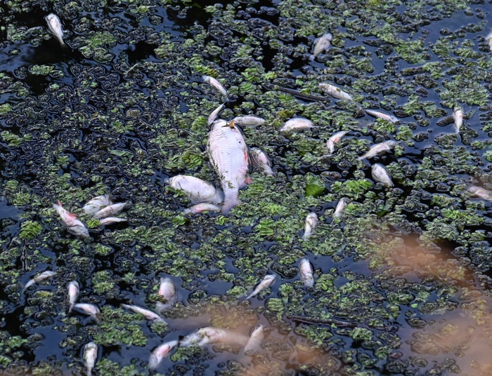Jeszcze więcej martwych ryb w Starej Odrze. Wydano pilne ostrzeżenie