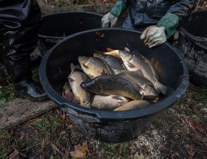 Świąteczny zwyczaj odchodzi w zapomnienie. "Polacy już tego nie chcą"