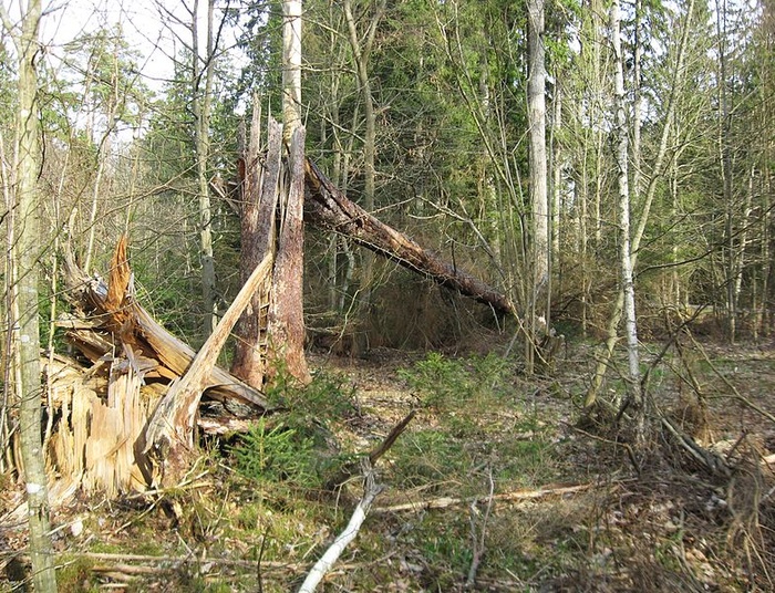 Wstępna decyzja Trybunału Sprawiedliwości UE ws. Puszczy Białowieskiej