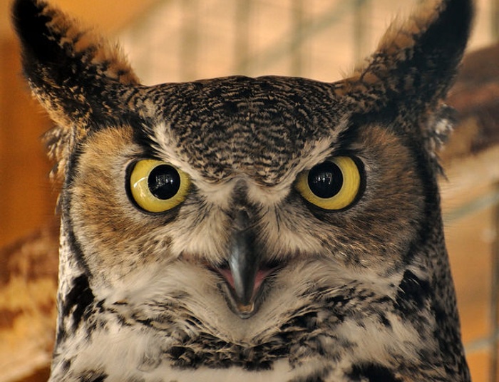 "Listopad" - dla Mamy