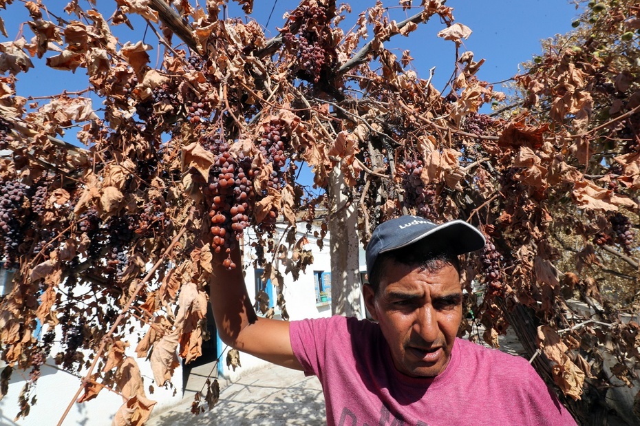 Tunezja. Pożar strawił uprawy winogron, rolnicy liczą straty. Fot. PAP/EPA/MOHAMED MESSARA