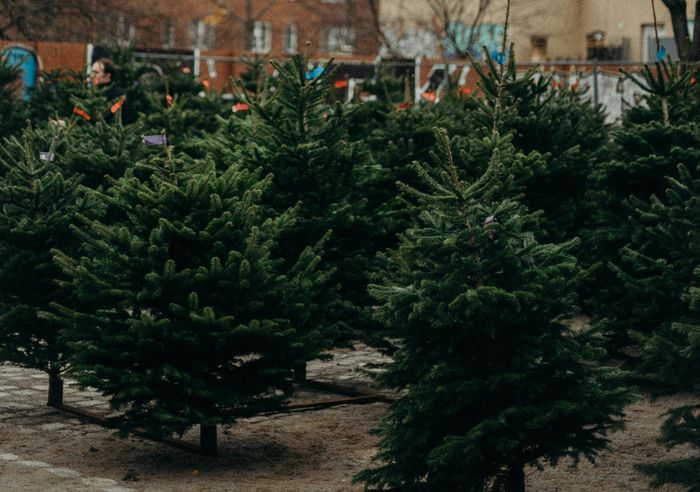 Polacy oszczędzają na świętach, ale nie rezygnują z prezentów