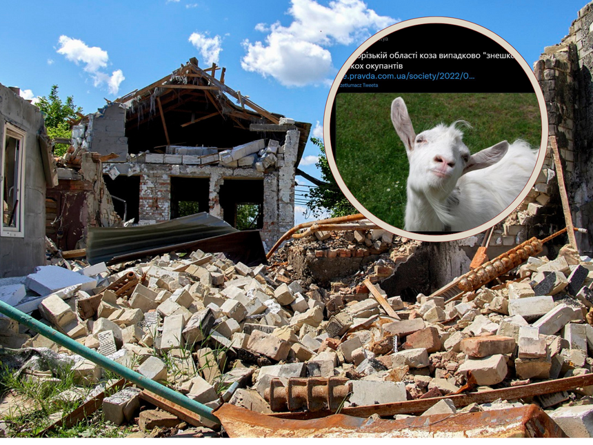 Ukraińska koza dała się we znaki rosyjskim najeźdźcom. Zdjęcie ilustracyjne. Fot. PAP/EPA/SERGEY KOZLOV/Twitter/UPZhyttya/Canva