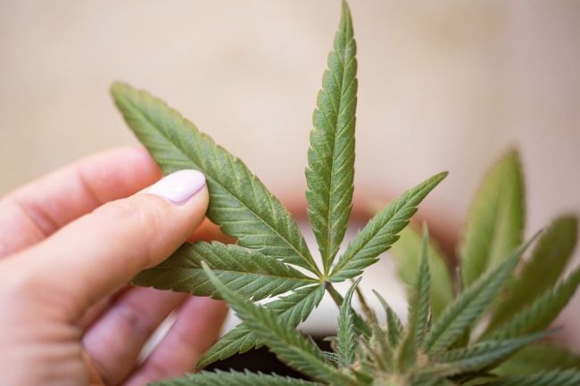 marihuana legalizacja salon24