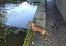 Towpath, ścieżka dla koni ciągających łodzie w czasach przedparowych. Mój pies nie jest używany do tych celów