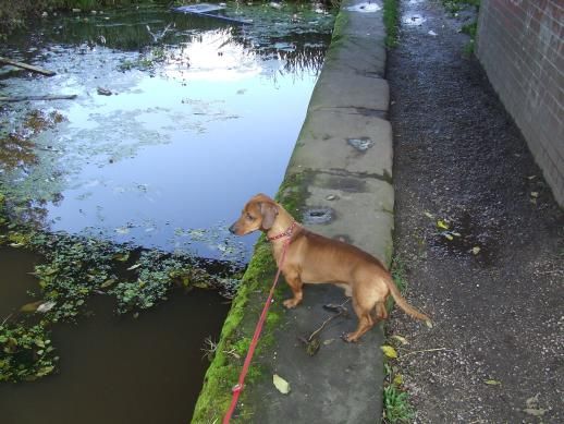 Towpath, ścieżka dla koni ciągających łodzie w czasach przedparowych. Mój pies nie jest używany do tych celów