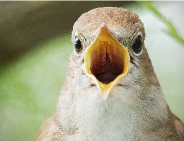 Rasistowskie nazwy ptaków? Teraz zmienia się nazwy nawet zwierząt.