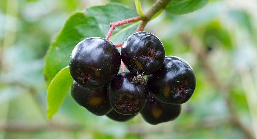 Aronia czarna - owoc aronii, fot. 黃雯琪