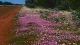 "dirt road" w sezonie "wildflowers" ("dzikich kwiatów"). fot. autora
