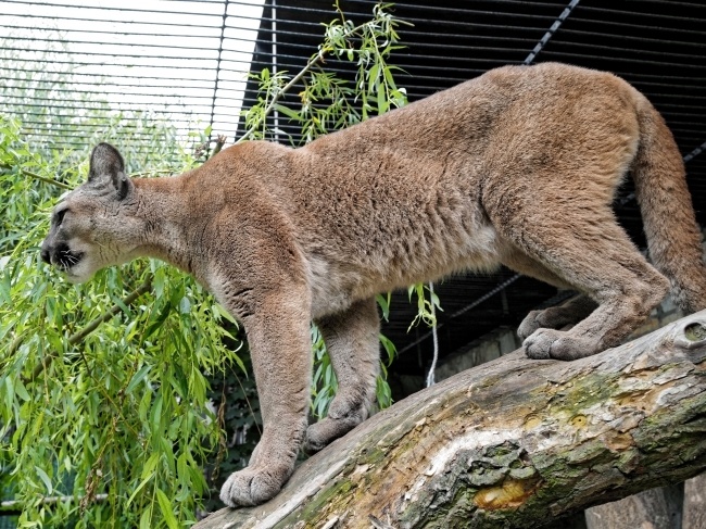 Puma Nubia w chorzowskim zoo, fot. PAP/Andrzej Grygiel