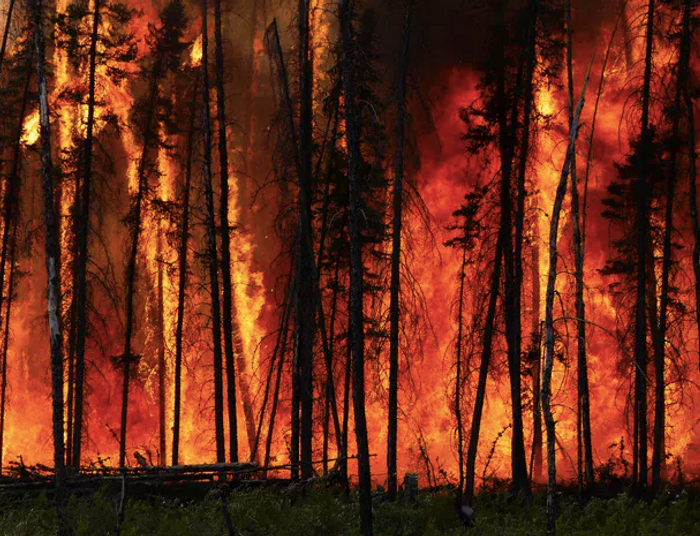 Mogą chłodzić się w rozgrzanych piekarnikach. Mordercze anomalie w Kanadzie