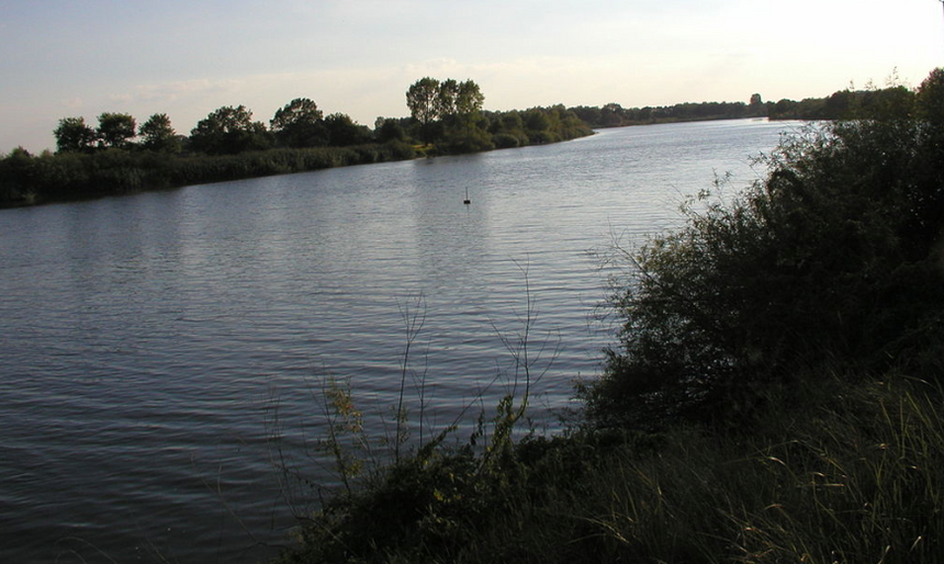 W Odrze zginęły jesiotry, które eksperci od 30 lat próbują przywrócić w polskich rzekach. fot. Wikimedia Commons, CC BY-SA 3.0