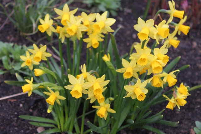 Żonkile polskich ogrodów są piękne... W tym roku jeszcze ich nie widać... będą w maju...