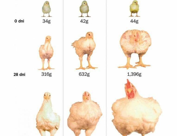 Ile waży kurcze blade