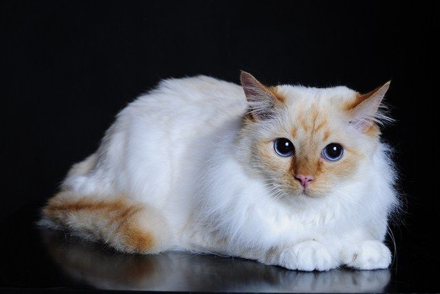 kot birmański biały