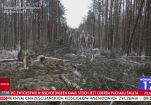 przecinka w lesie po wypadku Miga-29