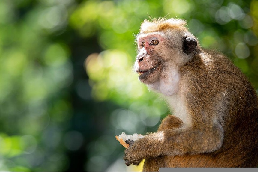 Małpia ospa nie jest tak groźna, jak np. koronawirus. Fot. Pixabay