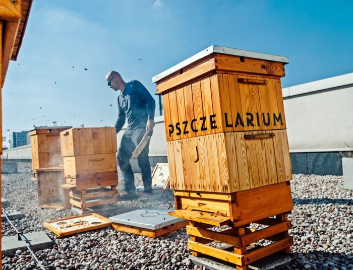 Ule na dachach wieżowców