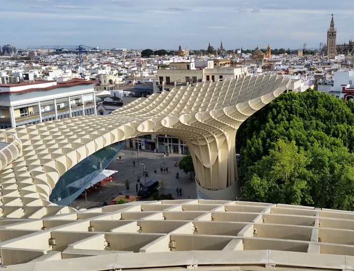 Swwilla, dziwne grzyby