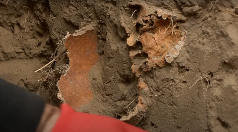 Górna część czaszki mężczyzny pochodząca z okresu życia króla Haralda Sinozębego. Fot. Discovery Television