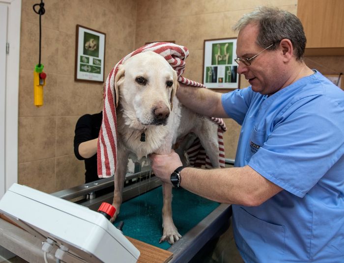 Zaskakująca prawda o kosztach leczenia pupila