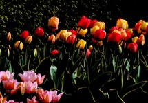 Tulipany kwitną w Dobrzycy. Fot. Proxime Cultura