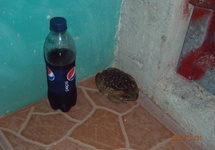 Żaba czająca się na pepsi, Puerto Viejo. Ziem bez ziemi
