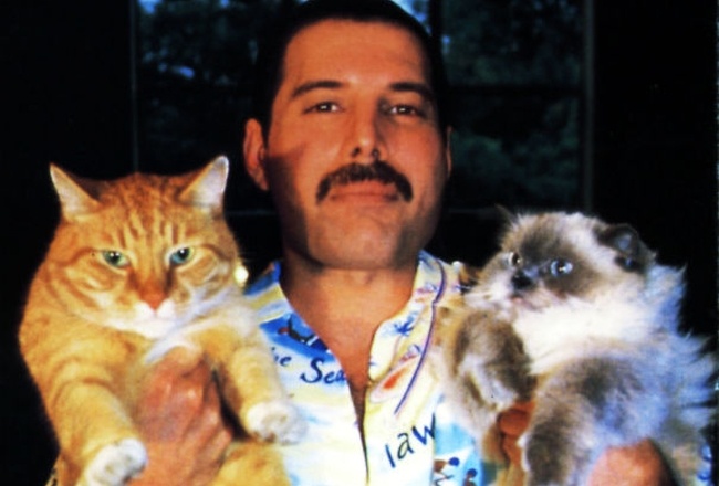 Freddie Mercury był wielkim miłośnikiem kotów, fot. boredpanda.com