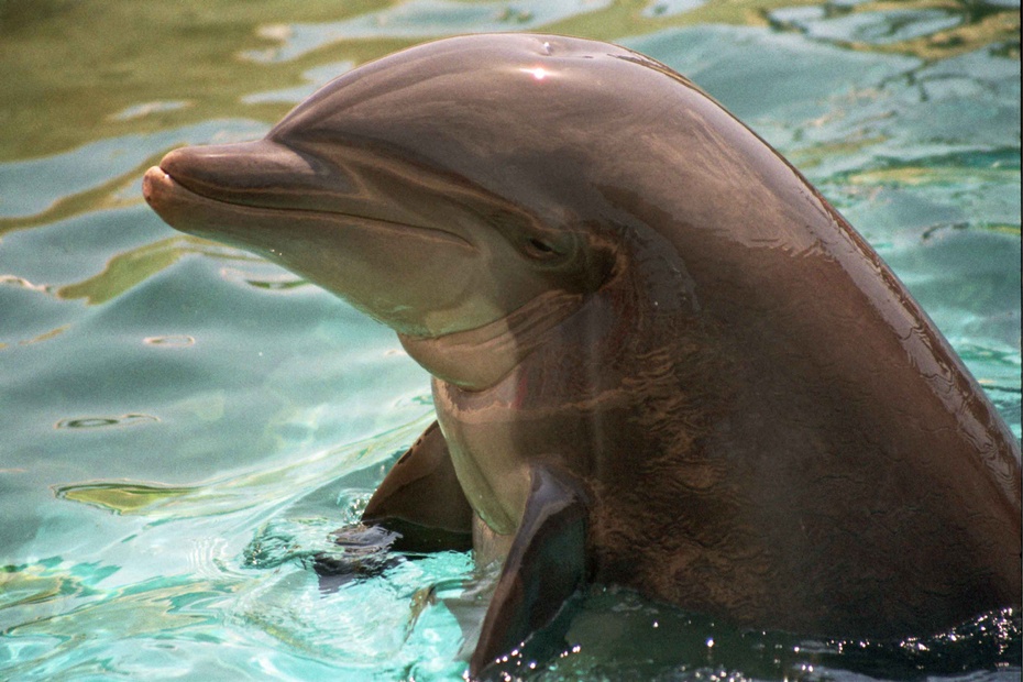 Ten delfin po każdym popisie podpływa do publiczności i pokazuje się z bliska, jak aktor po występie. Zdjęcie: Alpejski
