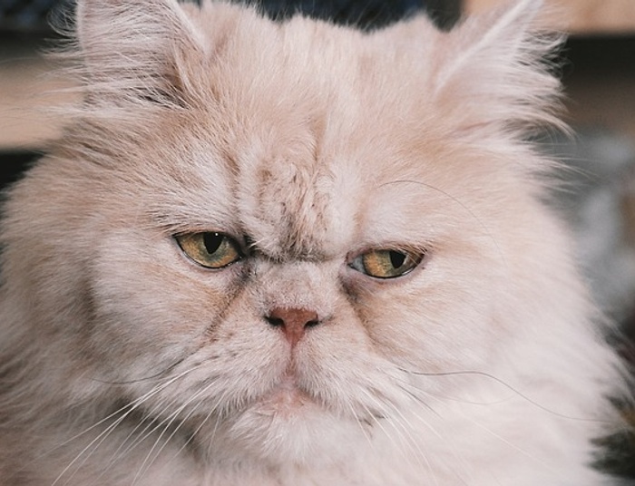 Kot perski. Dostojny domator