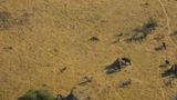 Co robia słonie przy kopcach termitów ?
