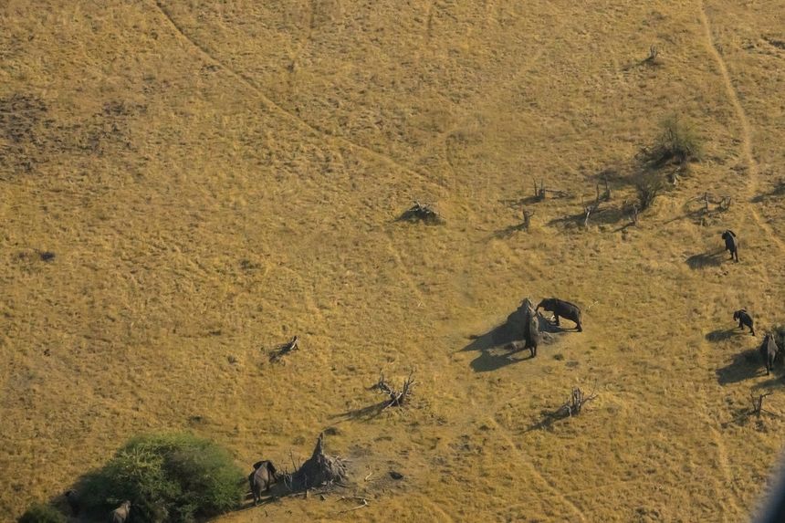 Co robia słonie przy kopcach termitów ?
