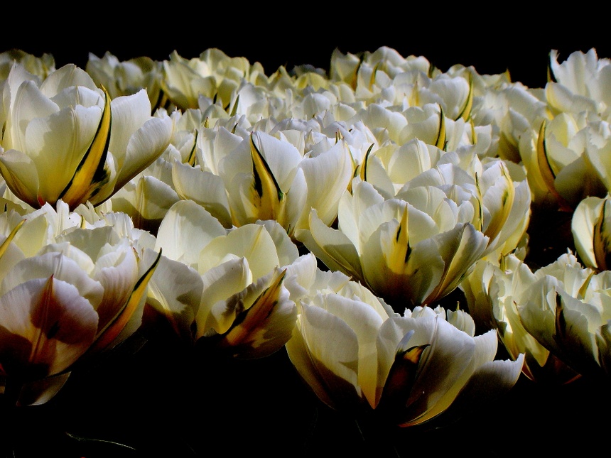 Tulipany kwitną w Dobrzycy
